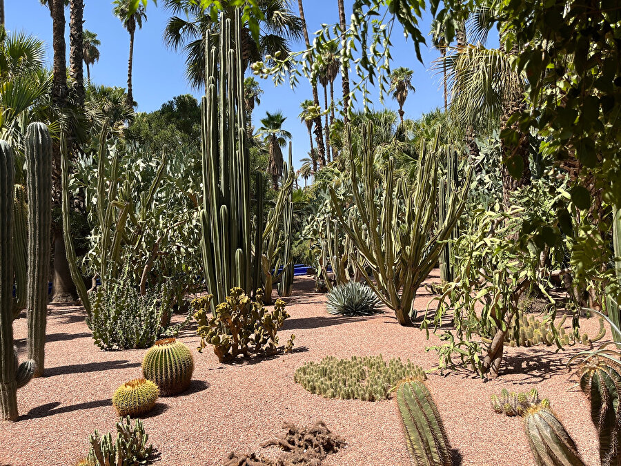 Jardin Majorelle, kaktüs bahçesi. Fotoğraf: Lâl Dalay 