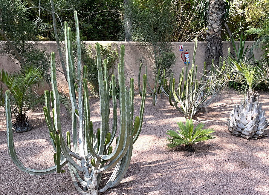 Jardin Majorelle. Fotoğraf: Lâl Dalay. 