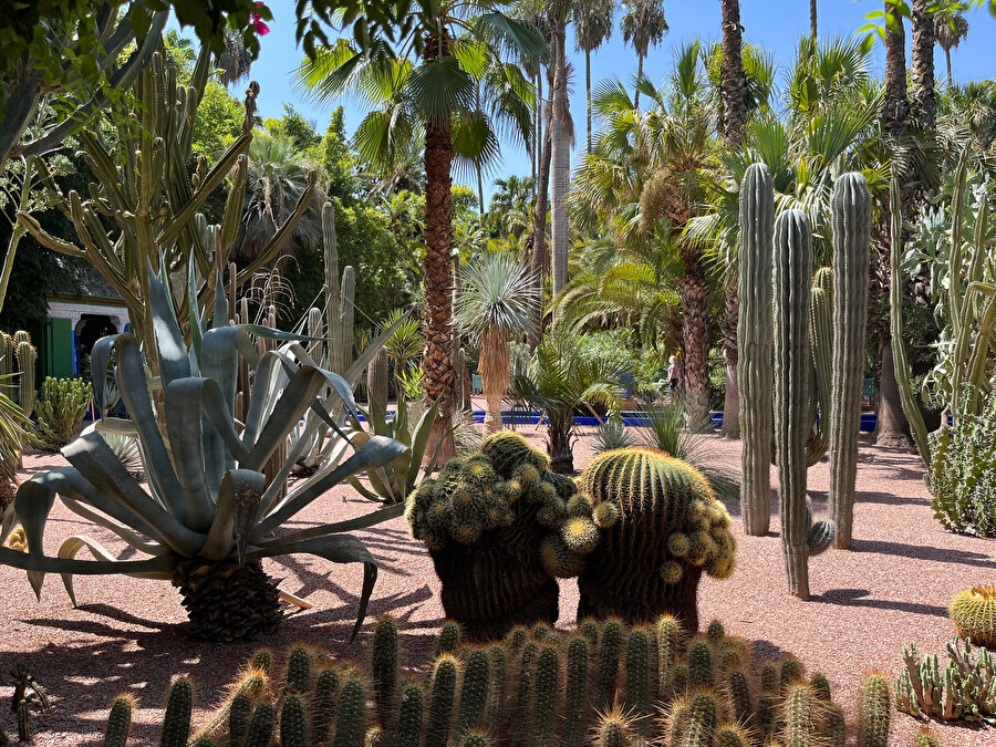 Jardin Majorelle, kurak kaktüs bahçesi. Fotoğraf: Lâl Dalay. 