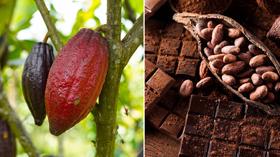 Kakao meyvesi artık çöp olmayacak!