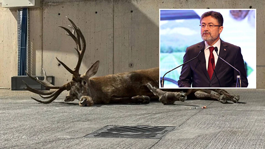 Tarım ve Orman Bakanı İbrahim Yumaklı, sosyal medyada gündem olan geyikle ilgili açıklama yaptı.