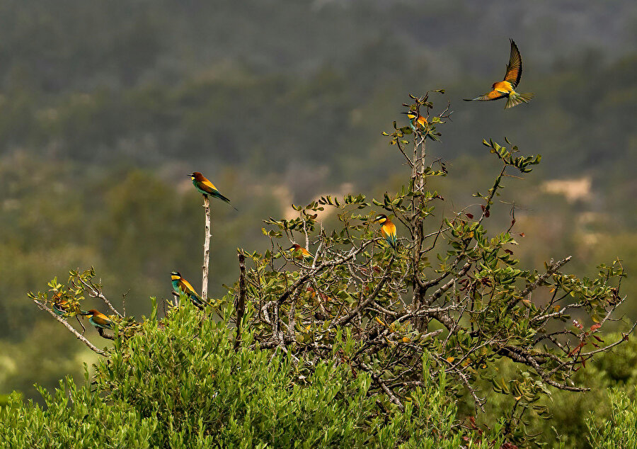 İnsanı hayran bırakan dört gözlem istasyonu.