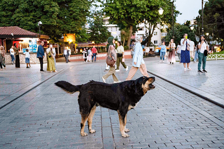 Hayvan hakları sadece köpeklerin haklarını muhafaza eden bir yapı olarak hareket etmekte çünkü kitleleri çok çabuk bu vesile ile sokaklara dökebilirsiniz.