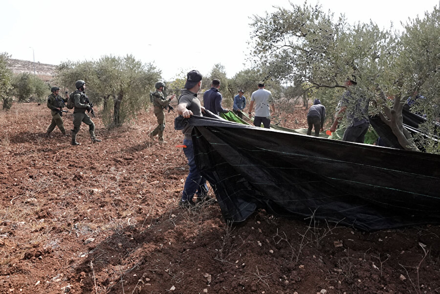 İşgal altında zeytin hasadı