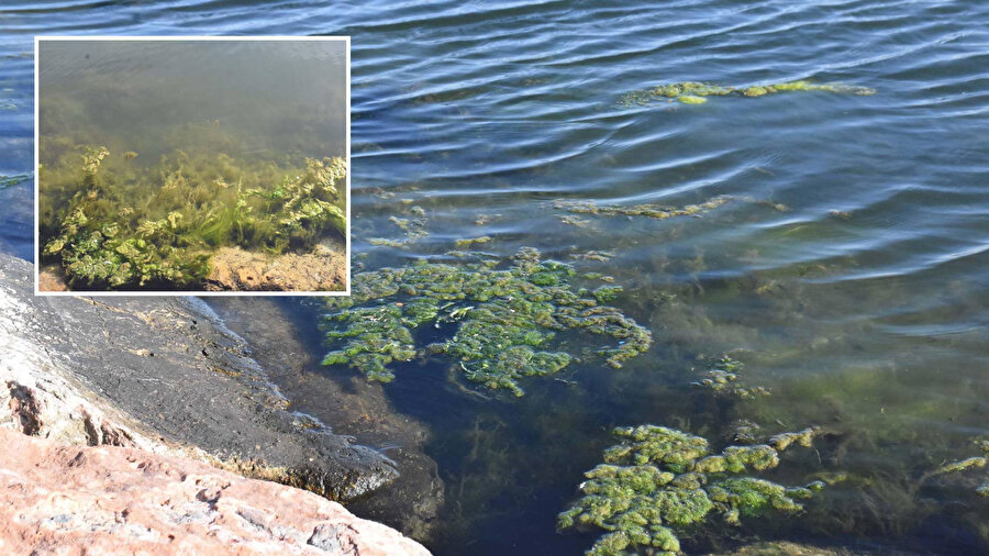 İzmir Körfezi yeşile büründü