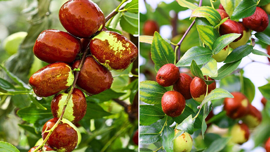 Sağlıklı ve lezzetli bir atıştırmalık: Hünnap nasıl yenmeli?