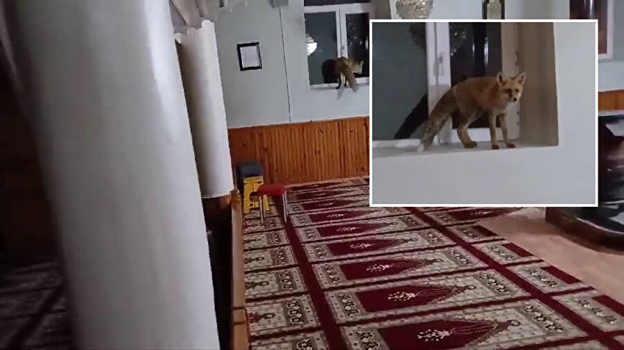 Camiye giren tilki gülümsetti