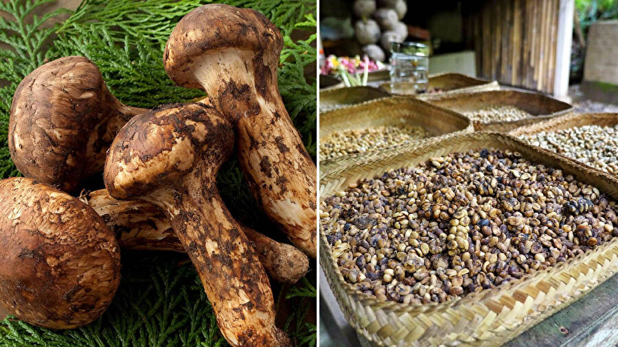 Dünyada bulması zor olan bazı yiyecekler