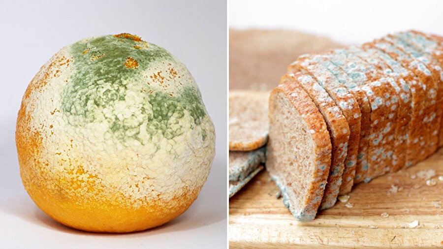 Hangi gıda küflenince yenmez?