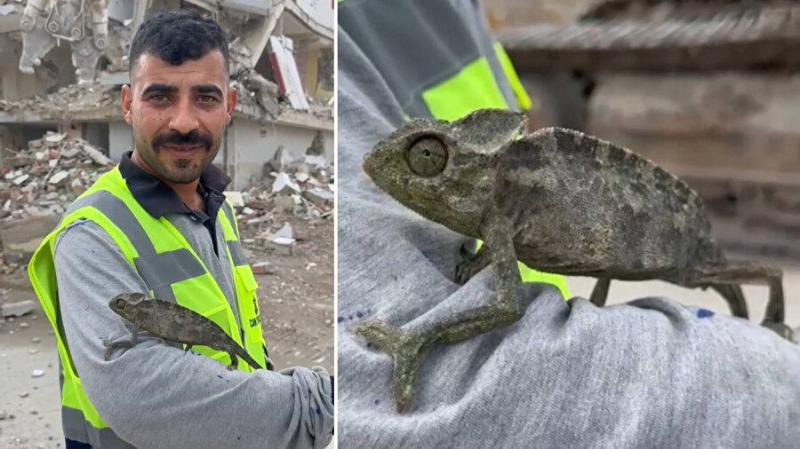 Yıkım işlemi sırasında binadan çıkan bukalemun gülümsetti