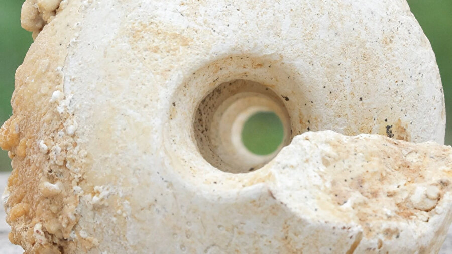 Bağcılar'da bulunan 10 milyon yıllık deniz minaresi fosili.