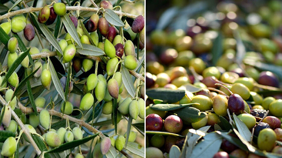 Artvin'de yetişen butko zeytini