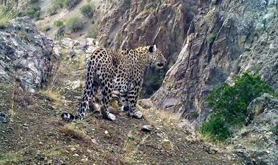 Türkiye'de 10 Anadolu parsı görüntülendi: Hepsi erkek