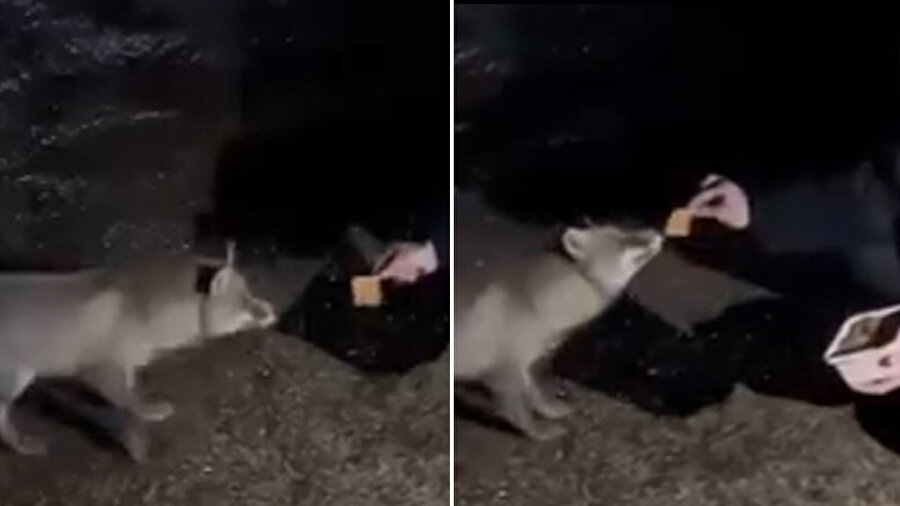 Bolu’da yiyecek arayan tilkiyi gören bir kişi tilkiyi börekle besledi.