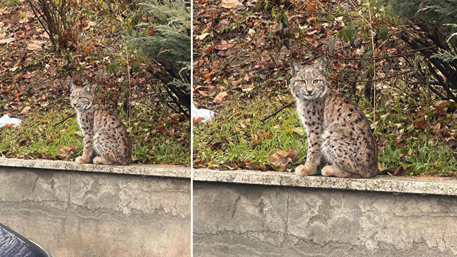 Nesli tehlikede olan vaşak Tokat'ta görüntülendi