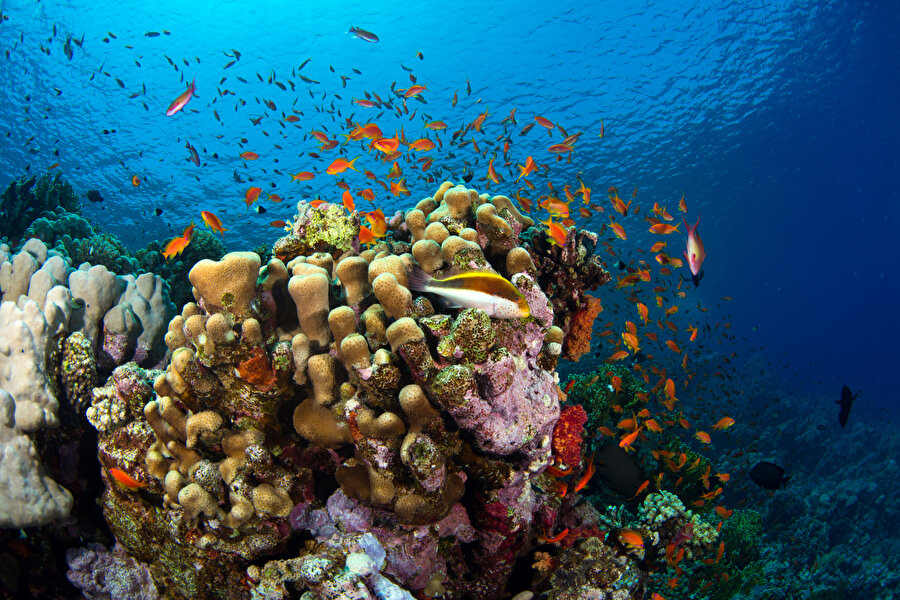 Kızıldeniz'in renkli su altı dünyası