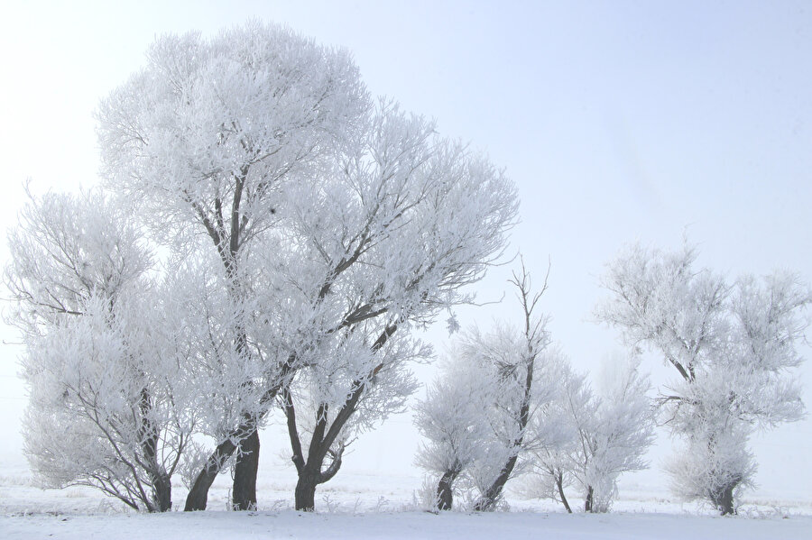 Ağrı'da ağaçlar kırağıyla kaplandı