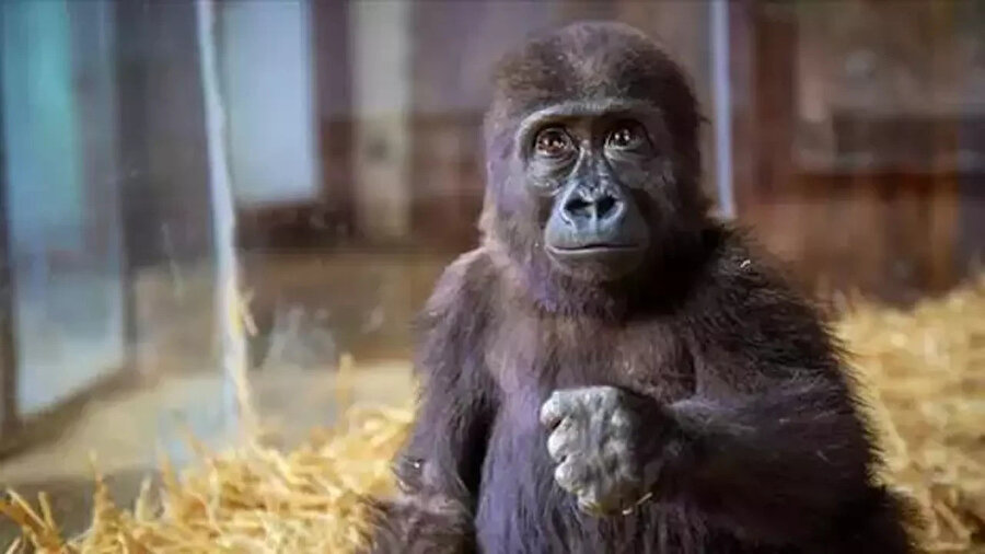 Yavru gorilin ismi 'Zeytin' oldu.