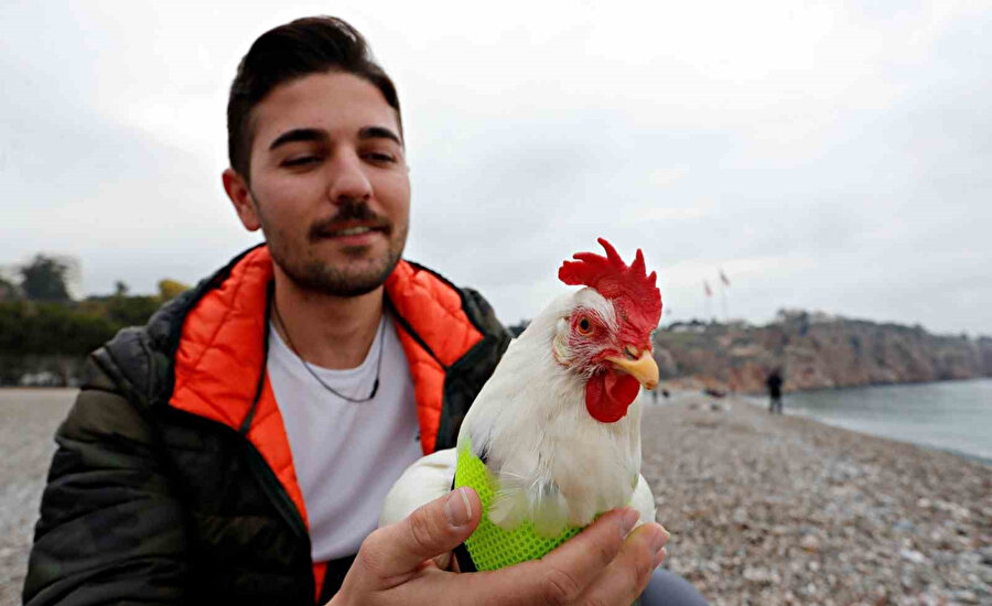 Denizden kurtardığı tavuk dostu oldu