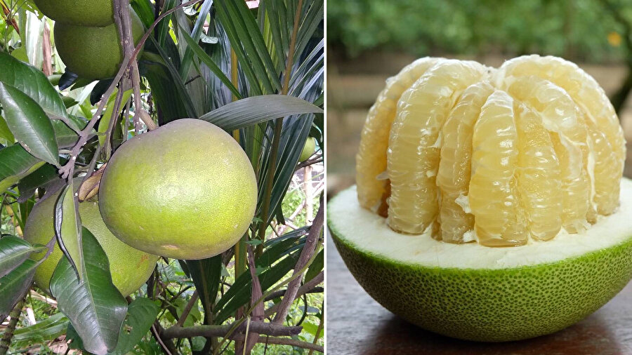 ​Narenciye ailesinin en büyüğü: Pamela