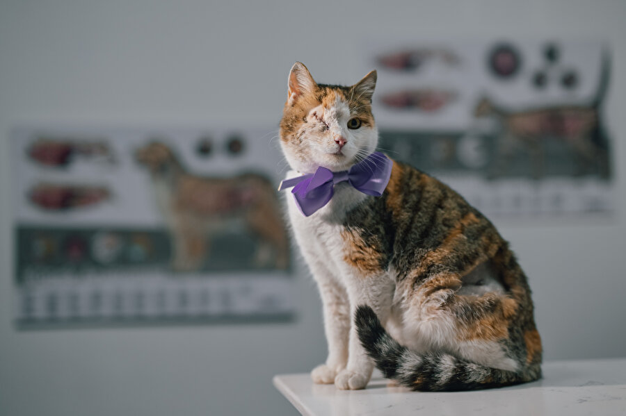 Sokaktan kurtarılan "Bergen" isimli kediye sıcak yuva aranıyor