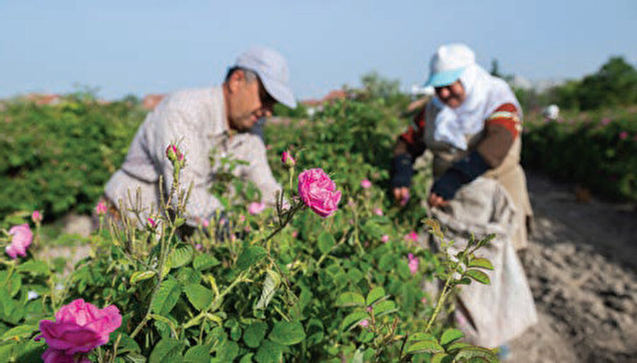 Sosyal medyanın hayatımızın her anını görünür kılma çabasına lavanta köyü sessiz kalamamış, bunu pratik bir hamleyle kazanç kapısı hâline getirmiş.
