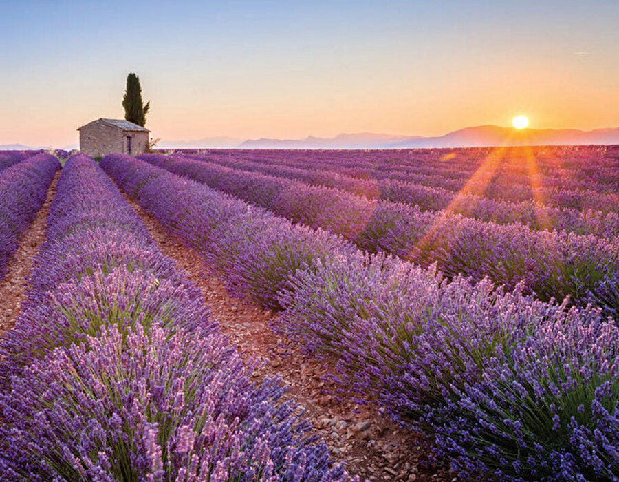 Tat ve koku hafızası enteresan oyunlar oynuyor. Hissettiklerimiz hep bu oyunların neticesinde oluyor. Belki lavantanın son dönemlerdeki popülerliği buradan geliyor.