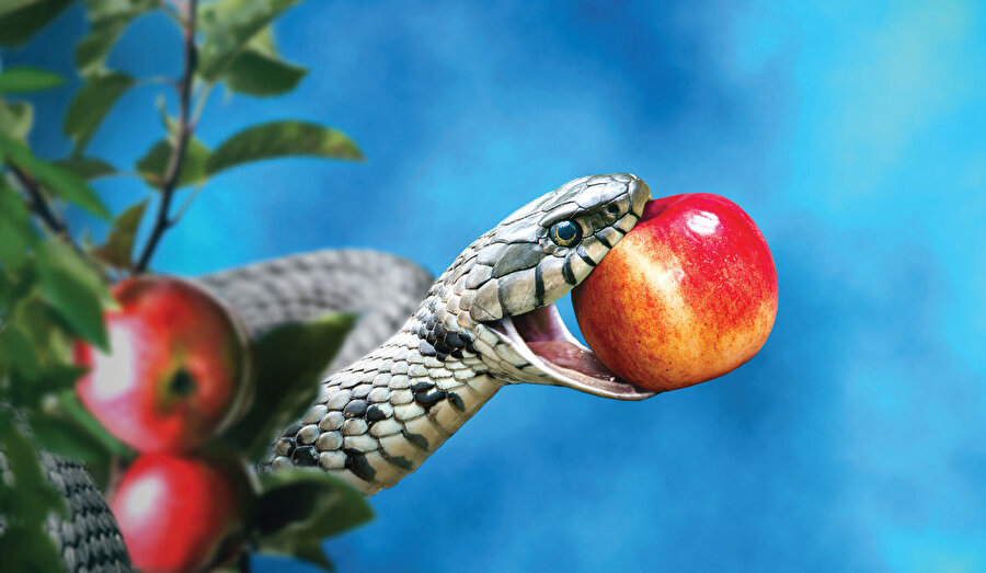 Ah, iki ruh yaşıyor bağrımda, Birisi diğerinden ayrılmak ister: Birincisi kaba saba zevkler peşinde Pençeleriyle sarılır dünyaya; Diğeri tozlar arasından güçlükle Yükselir ulu ataların diyarına. Goethe, Faust