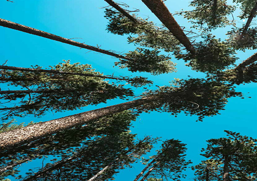 Soyut doğa fotoğrafçılığı ​