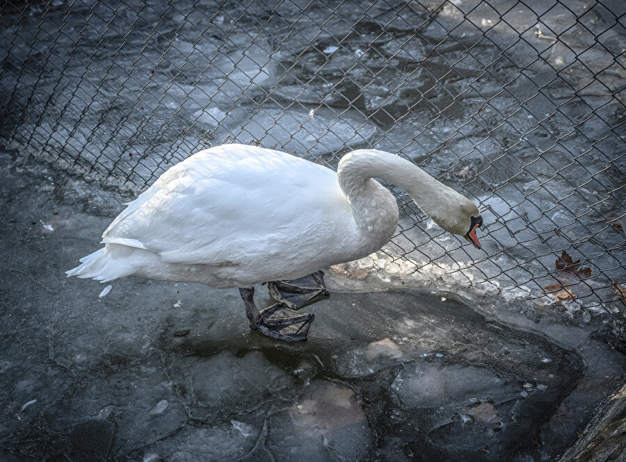 Ankara'nın simgelerinden Kuğulu Park'taki havuz buz tuttu