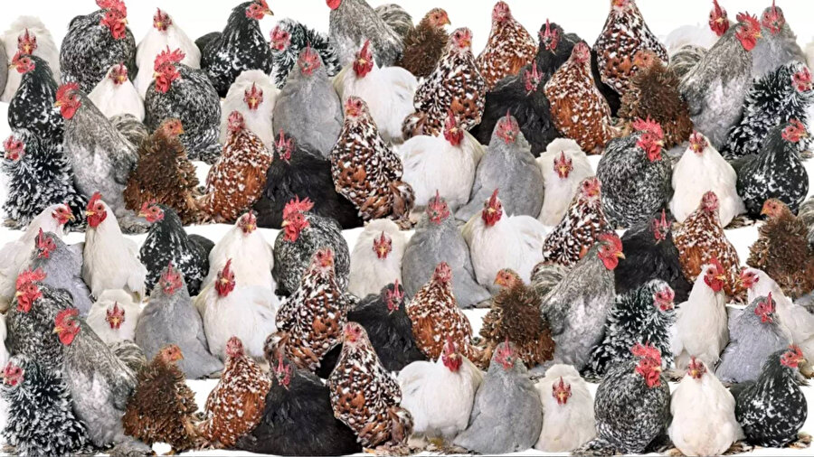 Tavukların içindeki yavru kedi nerede?