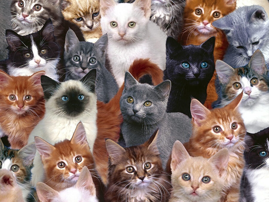 Türkiye'de hangi kedi türleri yaşıyor?