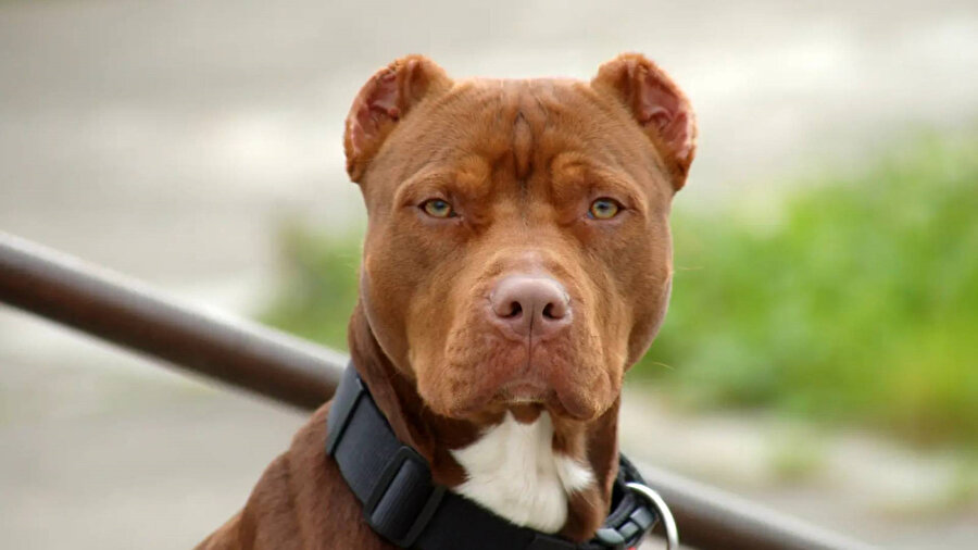 ABD'de ilginç olay: ​Köpeği tarafından vuruldu