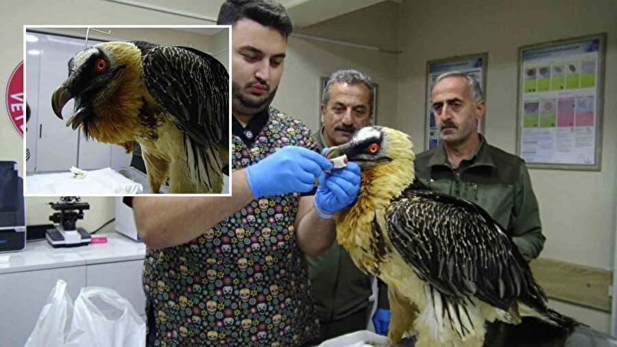 Doğada ender rastlanıyor: Artvin'de bulundu