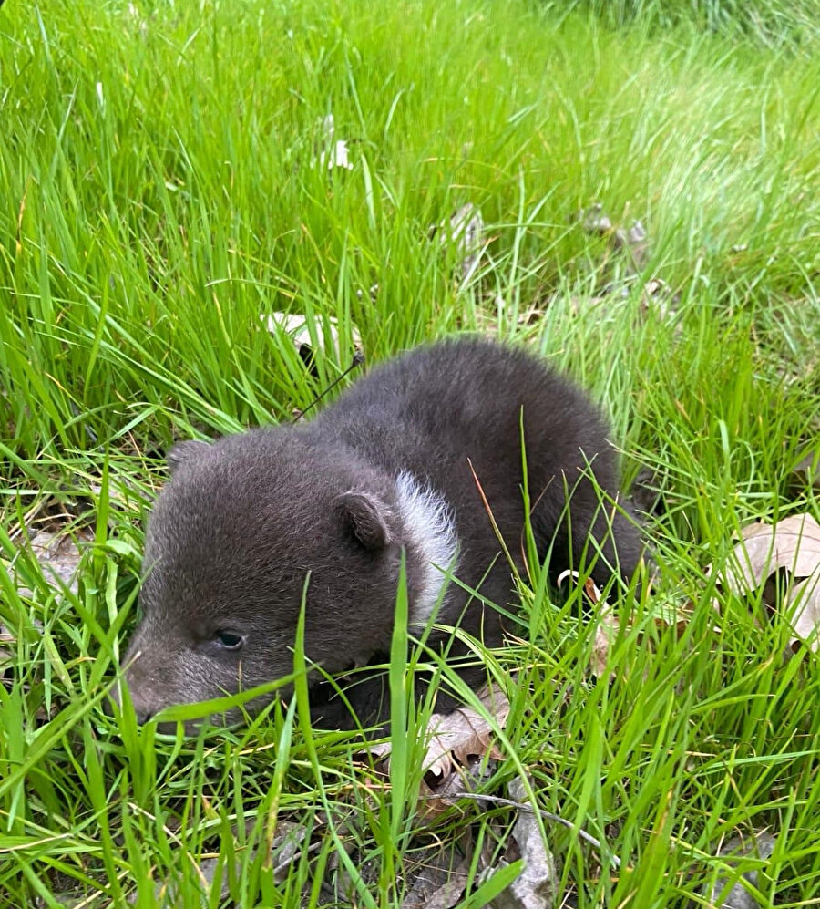 Orman işçilerinin bulduğu yavru ayı koruma altına alındı