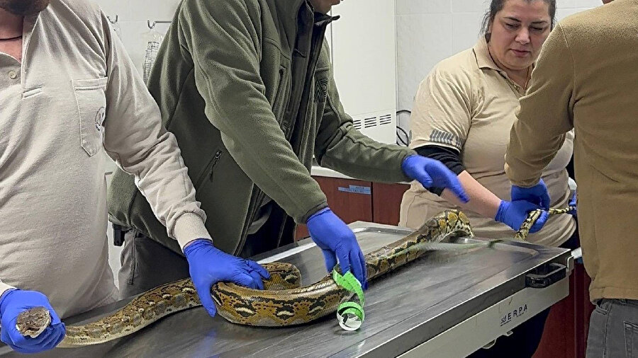 Yolcu otobüsünde korkutan anlar: Kütahya'da piton yılanı ele geçirildi