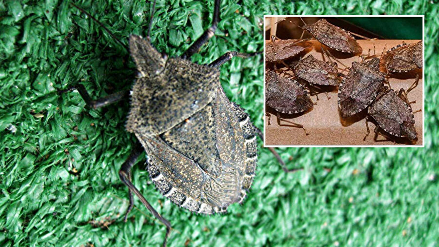 Kahverengi kokarca böceği