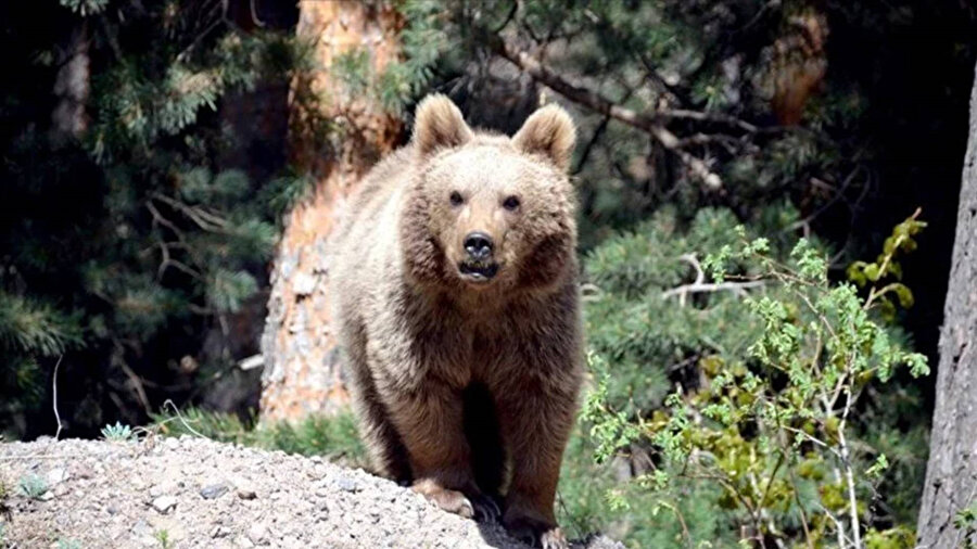 ​Slovakya'da insanlara saldırdıkları gerekçesiyle 350 ayı avlanacak