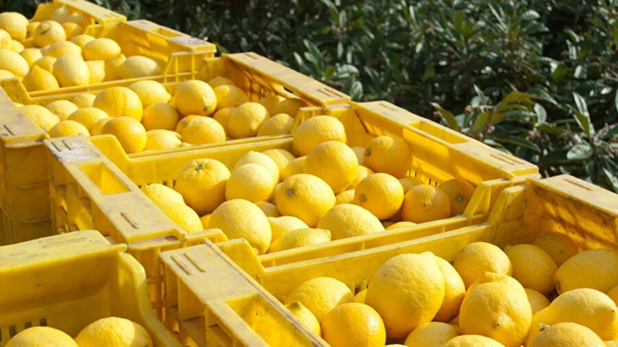 Limon ihracatı durduruldu