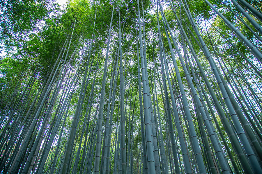 Arashiyama Bambu Korusu.