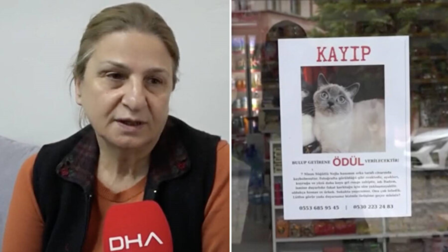 Kayıp kediyi bulana altın ödülü: Sahipleri her yerde Badem'i arıyor