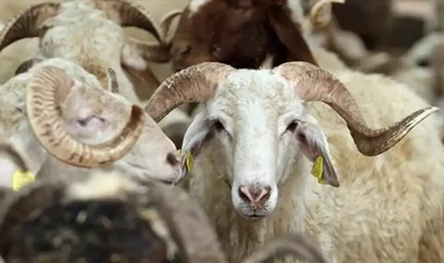 2025 Kurban Bayramı ne zaman? Bu sene Kurban Bayramı hangi günlere denk geliyor?