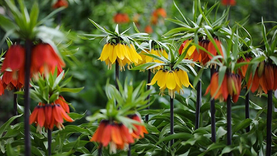 Bu çiçeği koparmanın cezası 244 bin TL