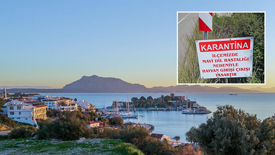 Bir ilçe karantinaya alındı: Mavi dil hastalığı Türkiye'de görüldü