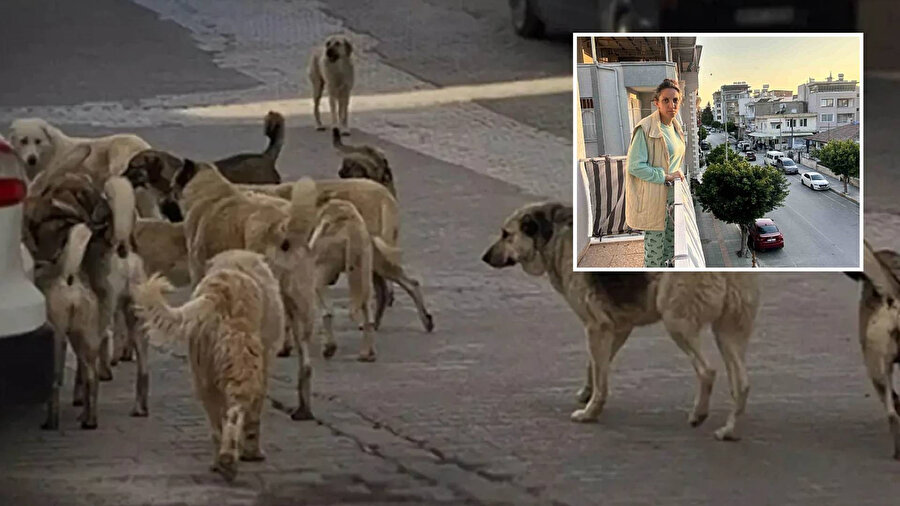 Köpek saldırısında yaşadığı korku dolu anları unutamayan kadın sokağa çıkamıyor.