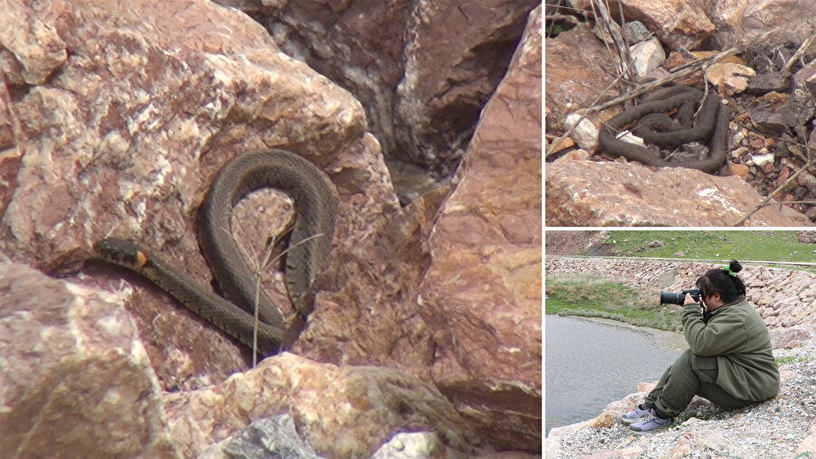 Binlerce yılan sürü halinde ortaya çıktı: Görmek için buraya geliyorlar