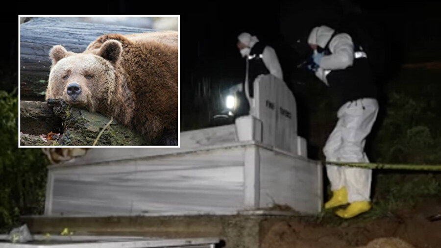 Gümüşhane’de mezarlığa inen ayı cenazeyi mezarından çıkardı