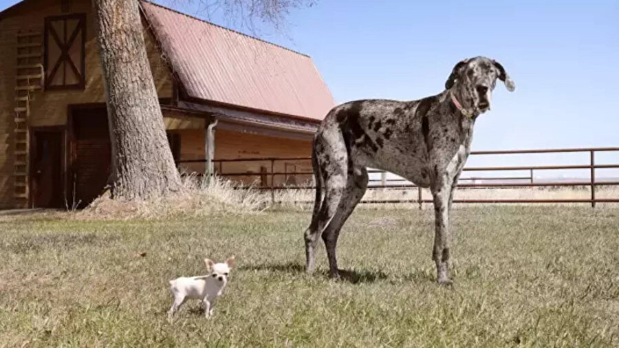 Dünyanın en büyük ve en küçük köpekleri bir araya geldi