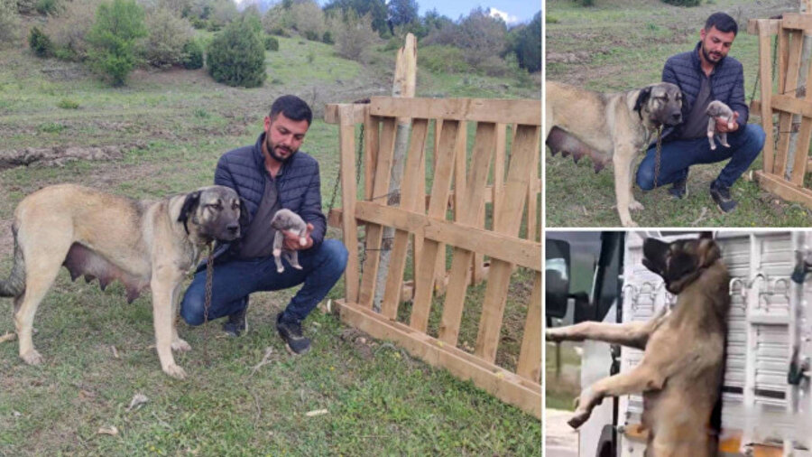 Kamyonetten sarkan köpeğin sahibi tam bir hayvansever çıktı.