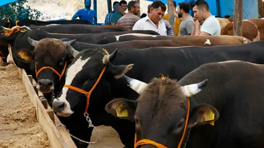 Kurbanlık fiyatları ne kadar: İşte illere göre kurbanlık fiyatları